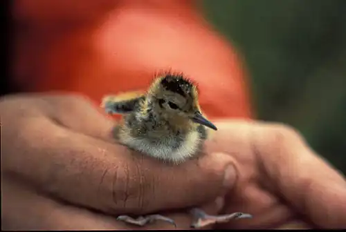 Chick