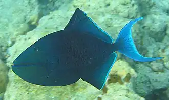 The redtoothed triggerfish is one of the relatively few planktivores of the family.