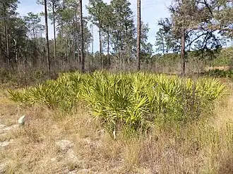 Sabal minor at Reed Bingham State Park, Georgia.