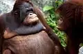 Two orangutans