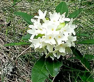 Daphne blagayana