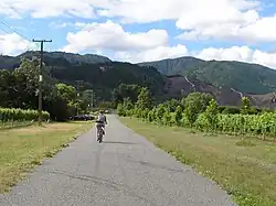 A country road and vineyard in Renwick