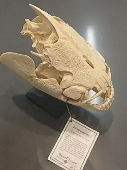 Skull replica at the San Diego Zoo