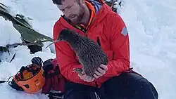 An Okarito kiwi named Aroha, during a rescue operation