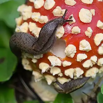 Fed on by reticulate taildroppers in California