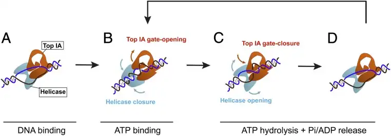 The mechanism proposes that the initial binding of reverse gyrase to the DNA induces an unwinding of about 20 base pairs; after ATP binding, the bubble is rewound to about 10 base pairs, and the topoisomerase IA domain is able to introduce positive supercoils during strand passage. The enzyme is released from the DNA strand upon ATP hydrolysis, and the process can be repeated elsewhere along the DNA strand.