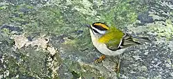 Common firecrest, Spain