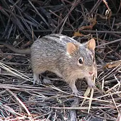 Brown rat
