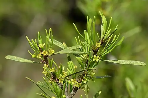 Flowering branch