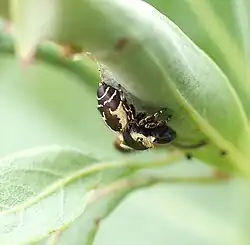 R. atrata from Japan