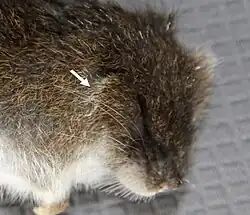 Brown and white rat head