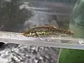 Speckled dace