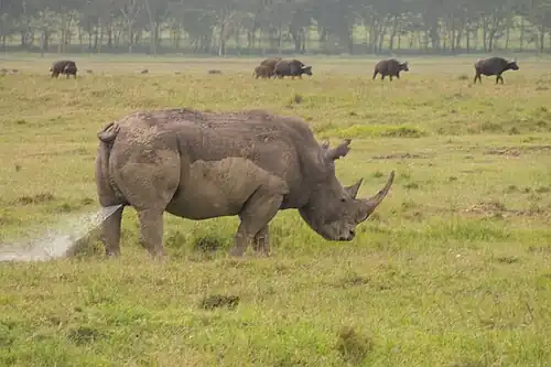 Rhinoceroses scent-mark their territories with urine.[111]