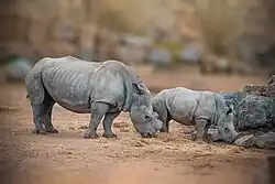 Rhinoceros with little