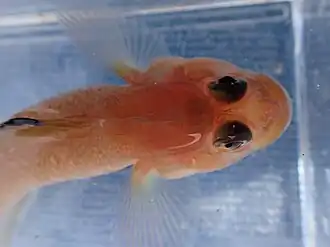 Showing the fleshy crest above the head