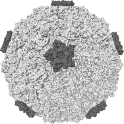 Isosurface of a human rhinovirus showing protein spikes