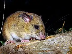 Brown rat