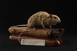 Brown mouse