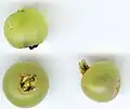 Fruit