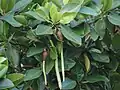 Rhizophora mucronata fruit