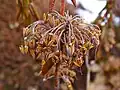 Septicidal dehiscence. The septa between the locules of Ledum palustre capsules split as the fruit opens, and the seeds are released.