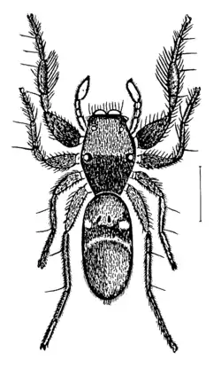 Rhombonotus gracilis (drawn by L. Koch, 1877)
