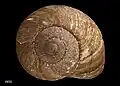 Type specimen of Amborhytida dunniae