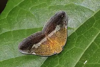 Pochazia fasciata, Ghana