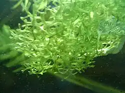 Riccia fluitans, an aquatic thallose liverwort