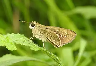 Borbo cinnara