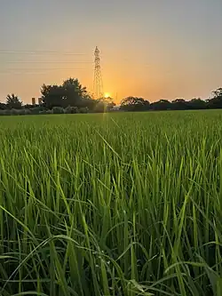 Rice paddy in the village of Hendu Kola