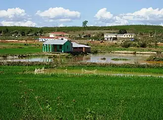 A wet rice field in Thanh Chương.