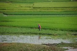Image 11Rice fields in Takeo Province (from Agriculture in Cambodia)