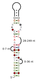 A consensus secondary structure and primary sequence for the right-angle RNA motif.