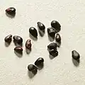 seeds