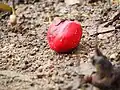 Ripened fruit falls to ground.