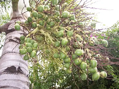 Immature fruit