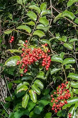 Green foliage and clusters of the red globe-shaped fruits of R. scandens.