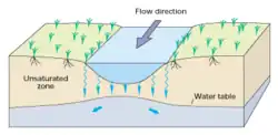 sketch diagram showing interchange of groundwater and surface water at the riverbanks