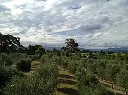 An olive garden in Riverlands
