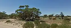 Mallee-form trees and paddocks at the site of Yinkanie in 2013