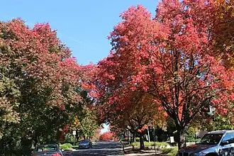 Robe Street in autumn