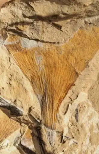 R. komifolia