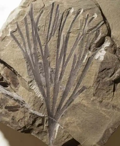 R. matatifolia