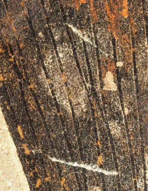 R. telefoila