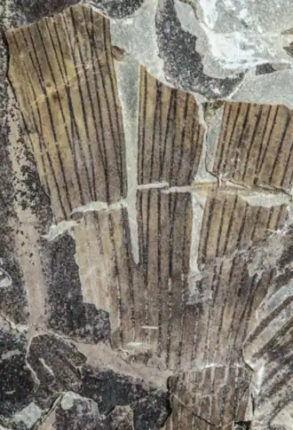 R. vincularis