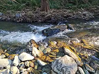 Mid-morning at the creek in Rocksberg Heritage Park, Queensland, Australia.