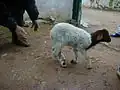 Another lamb