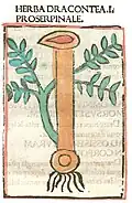 Print Rome 1481. Dracontea