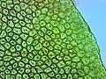 Roma tomato skin cells at 150x magnification